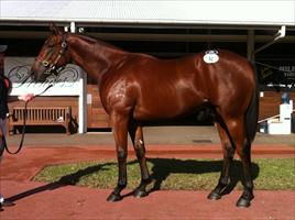 Inglis Easter Yearling Sale 2011 Lot 92 Flying Spur x Trissie colt